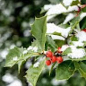 Meet your Posher, Holly